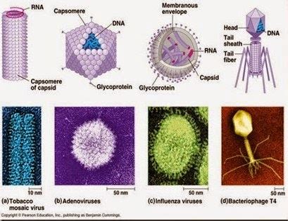 Sedangkan penyakit virus corona adalah kumpulan virus yang bisa menginfeksi sistem pernapasan. 5 Ciri-Ciri Virus Secara Lengkap | Pintar Biologi
