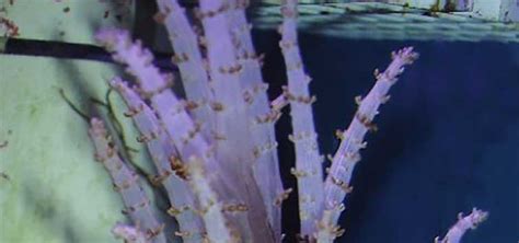 Christmas Tree Coral Species Tropical Fish Hobbyist Magazine