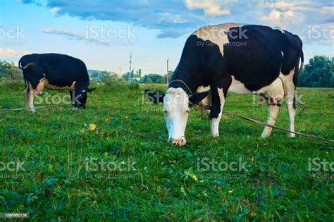 Dua Sapi Perah Dengan Bintikbintik Putih Dan Hitam Merumput Di Padang