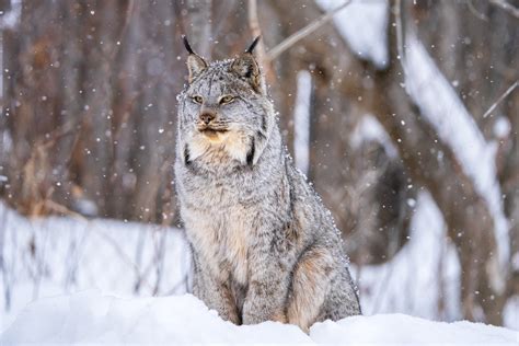 Lynx In Snow