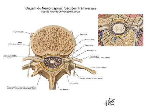 Origem Do Nervo Espinhal Sec Es Transversais Anatomia I