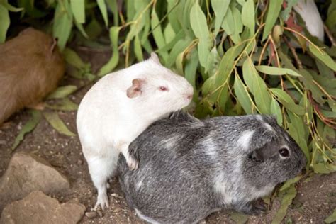 10 Guinea Pig Mating Behavior Signs To Watch For Mercury Pets