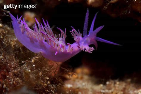 Purple Nudibranch Sea Life Nudibranch Underwater Beauty 이미지 1057974594