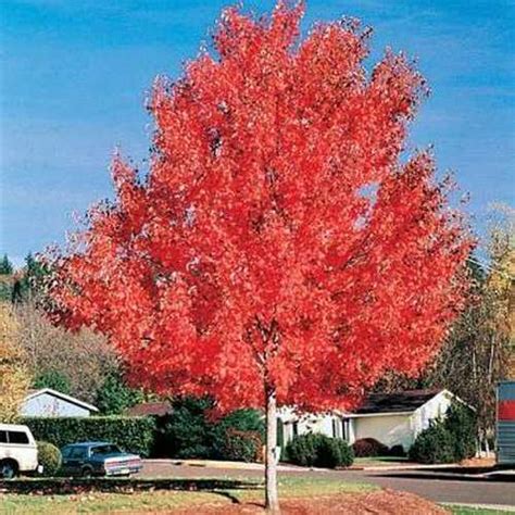 Acer Rubrum Red Sunset Future Forests