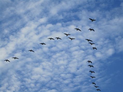 Lessons From The Flying Geese Compassionate San Antonio