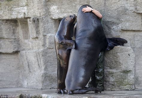 sea lion puts on an amorous display of affection towards its keeper daily mail online