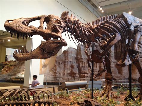 Tyrannosaurus Rex Skeleton Hall Of Dinosaurs Carnegie Museum Of