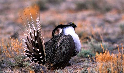 Gunnison Sage Grouse Endangered Species Coalition