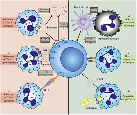 Frontiers How Neutrophils Shape Adaptive Immune Responses Immunology