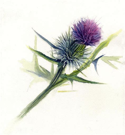 Pin By Deborah Mclamb On Watercolor ️ Thistles Art Scottish Thistle