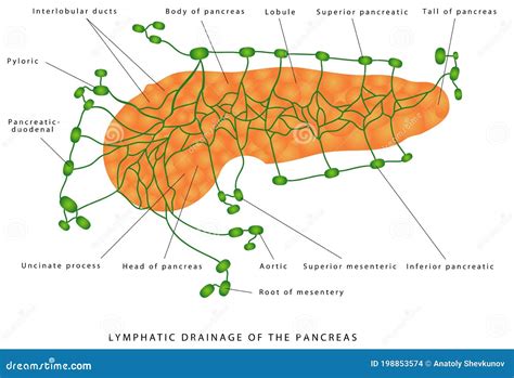 Pancreas Lymphatic Drainage Stock Vector Illustration Of Gall