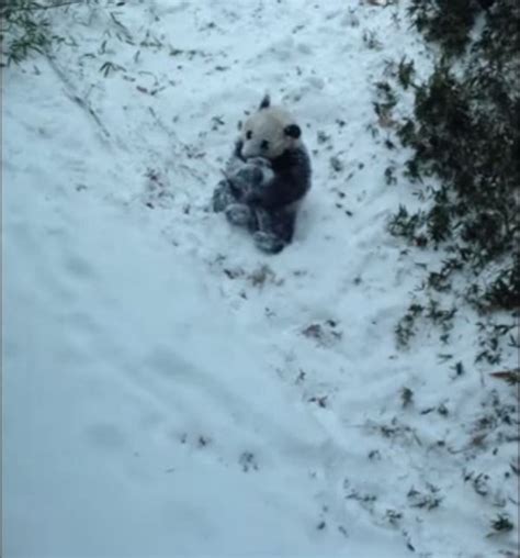 This Baby Pandas First Snow Day Will Make You Smile Panda In Snow