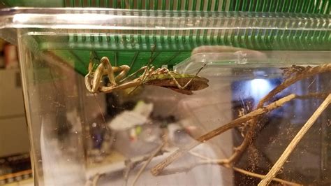 Found This Mantis On The Job Just In Time For Her To Lay An Ootheca R