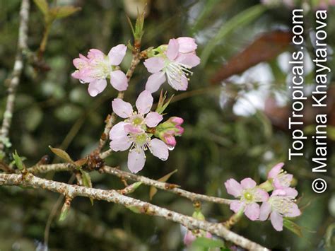 Prunus Cerasoides Himalayan Flowering Cherry
