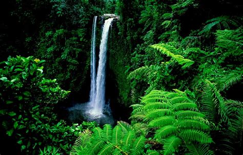 Waterfall Fresh Trees River Forest Lush Green Green Forest Hd