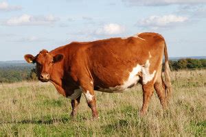 Cow Free Stock Photos Rgbstock Free Stock Images Sundstrom