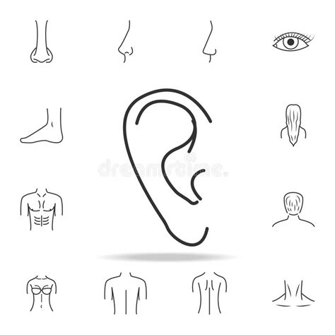 Vector Line Ear Icon Body Part Element Premium Quality Graphic Design