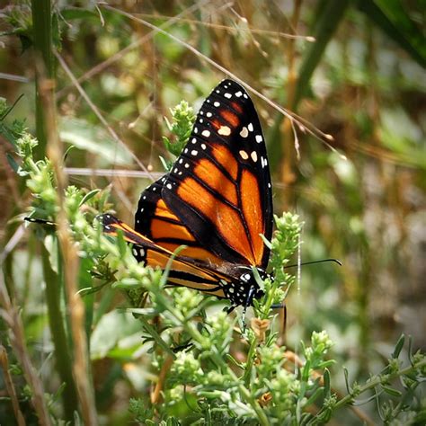 Monarch Butterfly Wing Pattern Flickr Photo Sharing