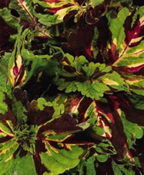 Kong Series Coleus 20 Seeds Take Your Choice Of Colors Or The Beautiful