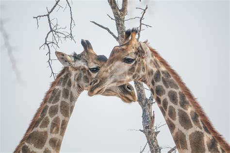 Male And Female Giraffe Pic For Today
