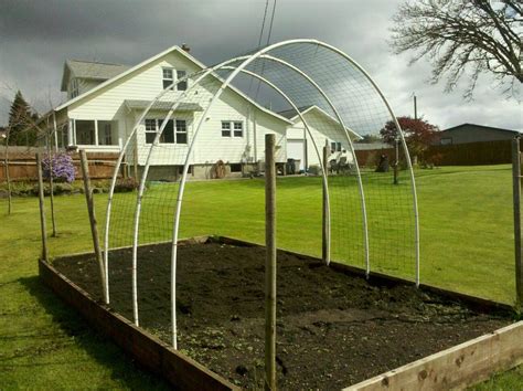 Vinyl Coated Hog Wire And Pvc Pipe Make A Trellis For Any Vine Growing