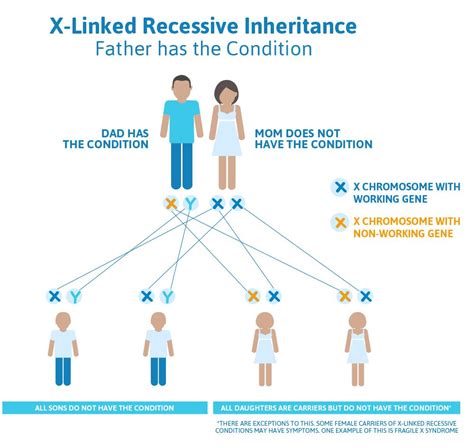 So the only traits that are the y chromosome has a second copy of its most important genes within itself. X-Linked Recessive Inheritance | Nursing study, Inheritance, Neonatal
