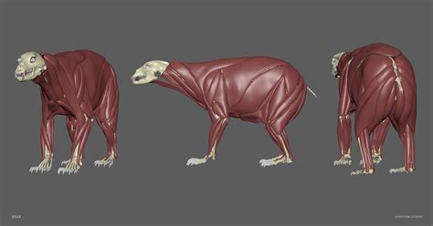 Bear Skeleton Muscles 3d Model Turbosquid 1547136