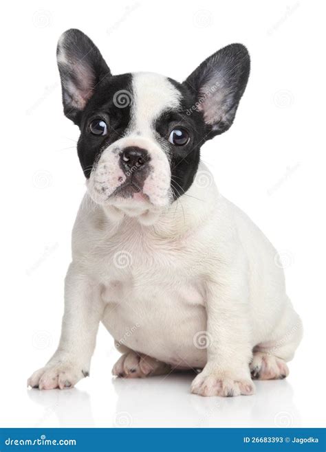 French Bulldog Puppy Portrait Stock Image Image Of Pedigreed Little