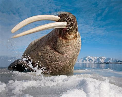 Walrus Wildlife Photography Animal Photography National Geographic