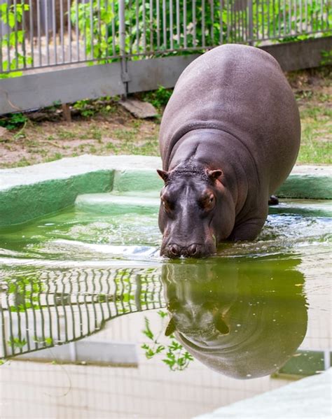 Premium Photo The Common Hippopotamus Hippopotamus Amphibius Hippo