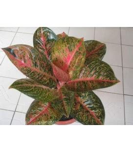 4 tanaman hias pemurni udara, bantu cegah asma hingga kanker. Jual Tanaman Hias Aglonema (Aglaonema) Harga Terbaru ...