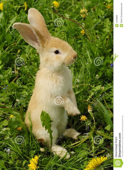 Rabbit Standing On Hind Legs In Front Of White Background Royalty Free Stock Photo