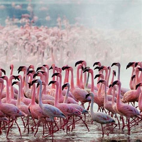 Thousands Of Pink Flamingos At Lake Nakuru Kenya