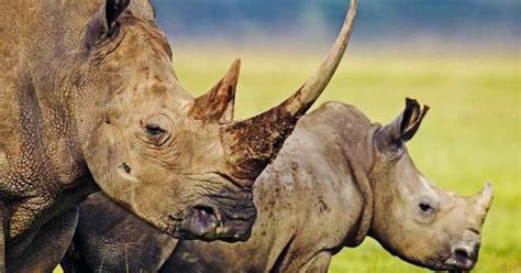 ¿legalizar El Cuerno De Rinoceronte Será Su Salvación Veoverde