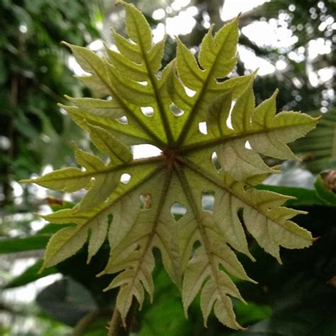 Emerging Leaf On Snowflake Tree Trevesia Palmata Trees To Plant