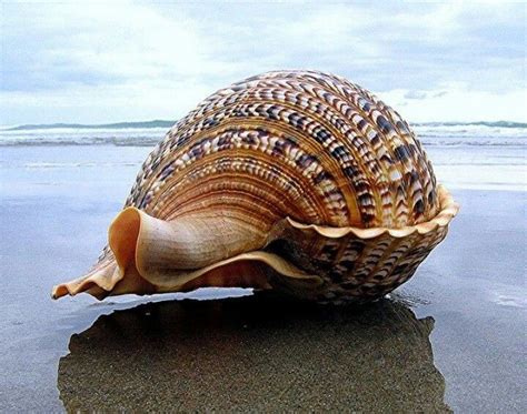 Awesome Sea Shells Shells Ocean Treasures