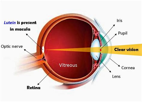 Contact lenses crystal vision clinic. Cellglo, Olicell : Cellglo Crystal Eyes