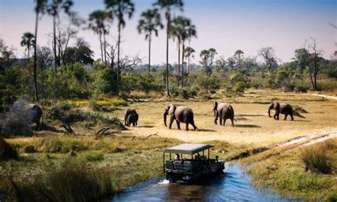 Game Drives In Tarangire National Park Tanzania Wildlife Safaris