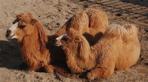 Cuantas Jorobas Tiene El Camello Actualizado Mayo 2023