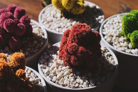 Free Images Rock Plant Meal Produce Cactu Colorful Dessert