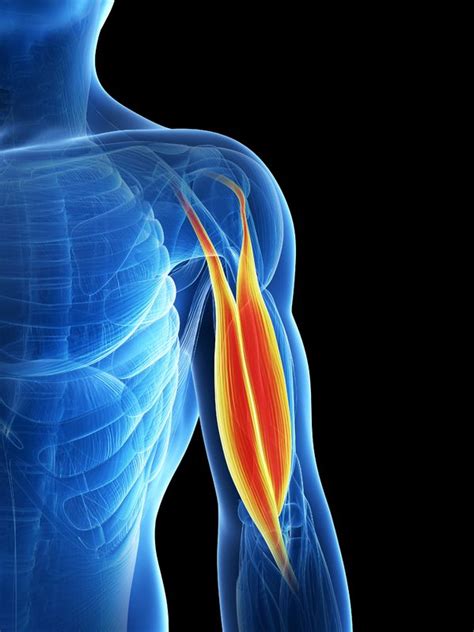 Core muscles refer to all the muscles that surround your core. Why your Muscles Hurt after a Workout | Biomechanics in ...
