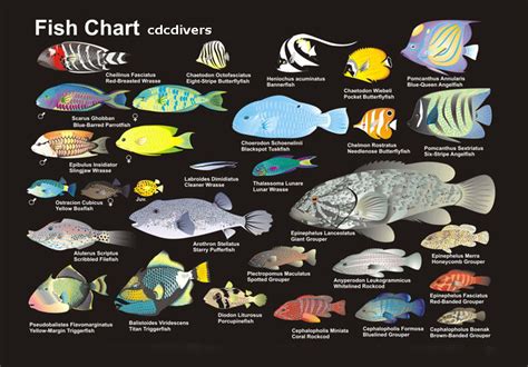 Pin By Fishoes On Fishoes Infographic Fish Chart Saltwater