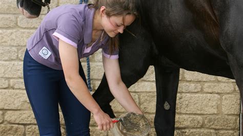 Essential Care For Horses Hoofs Blue Cross
