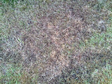 Grass Blackening Help Needed — Bbc Gardeners World Magazine