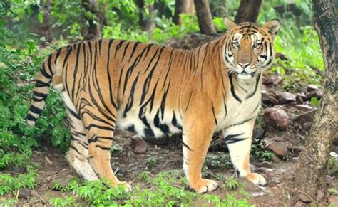 Tiger Is Crucial For Ecological Life Cycle Sakshi