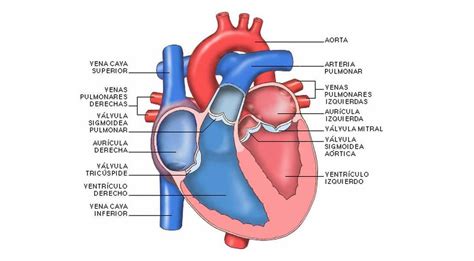 Las 24 Partes Del Corazón Humano Anatomía Y Funciones