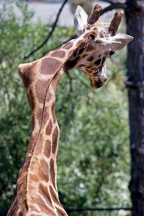 Giraffe With A Neck Injury From Fighting Another Bull Oddlyterrifying