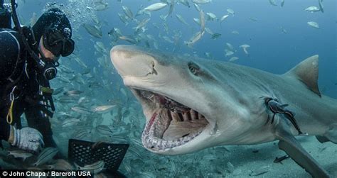 If you have teeth pulled for braces, later in life the jaw will actually deteriorate. Lemon shark bears its razor sharp teeth in Jupiter ...