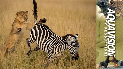 Lion Chasing Zebra
