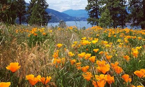 5 Waterfall And Wildflower Hikes Travel Oregon Oregon Travel